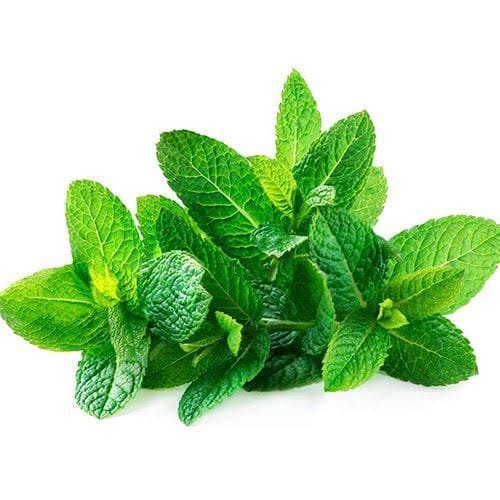 Mint(Pudina) 1 kat