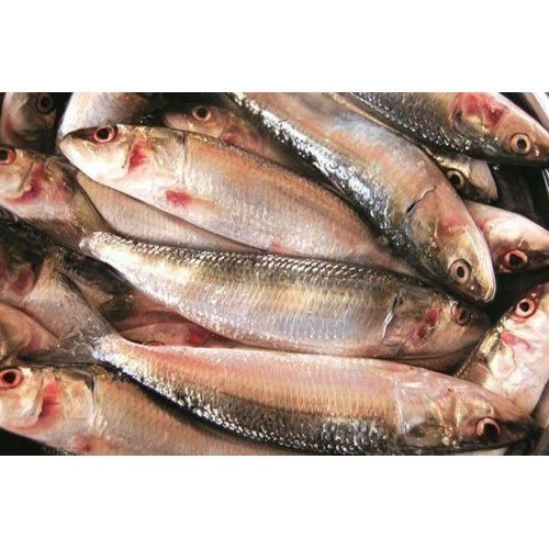 Fresh Tarli Fish – Whole 500gm
