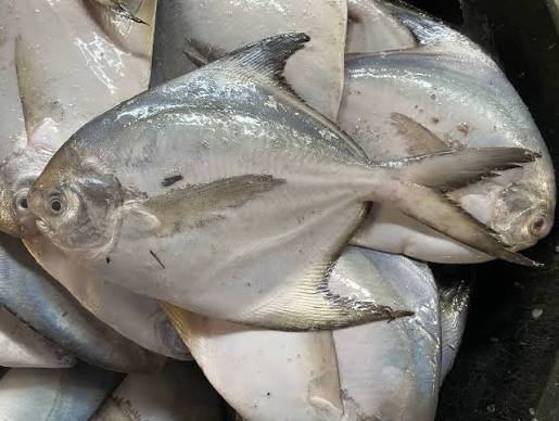 Fresh White Pomfret (White Paplet) 500 gm