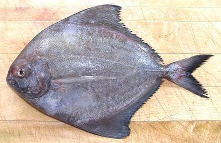 Fresh Black Pomfret (Black Paplet) 500gm