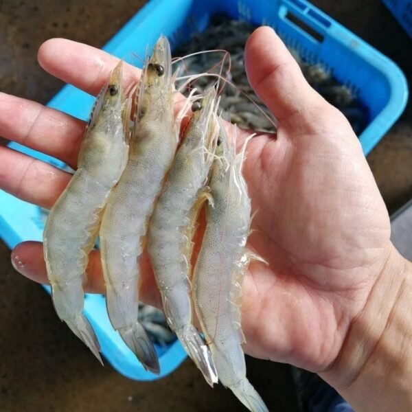 Fresh Prawns 500gm