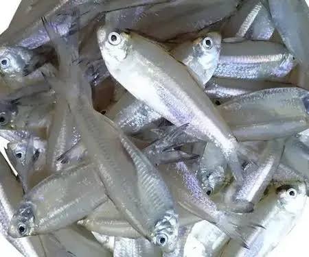 Fresh Silver Fish 500gm