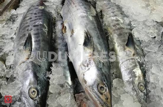 Fresh Anjal Fish – Small Size 1kg